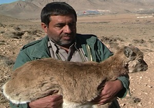 رهاسازی بره قوچ وحشی در منطقه تنگ صیاد