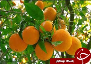 نگاهی گذرا به مهمترین رویدادهای 18 دی در مازندران