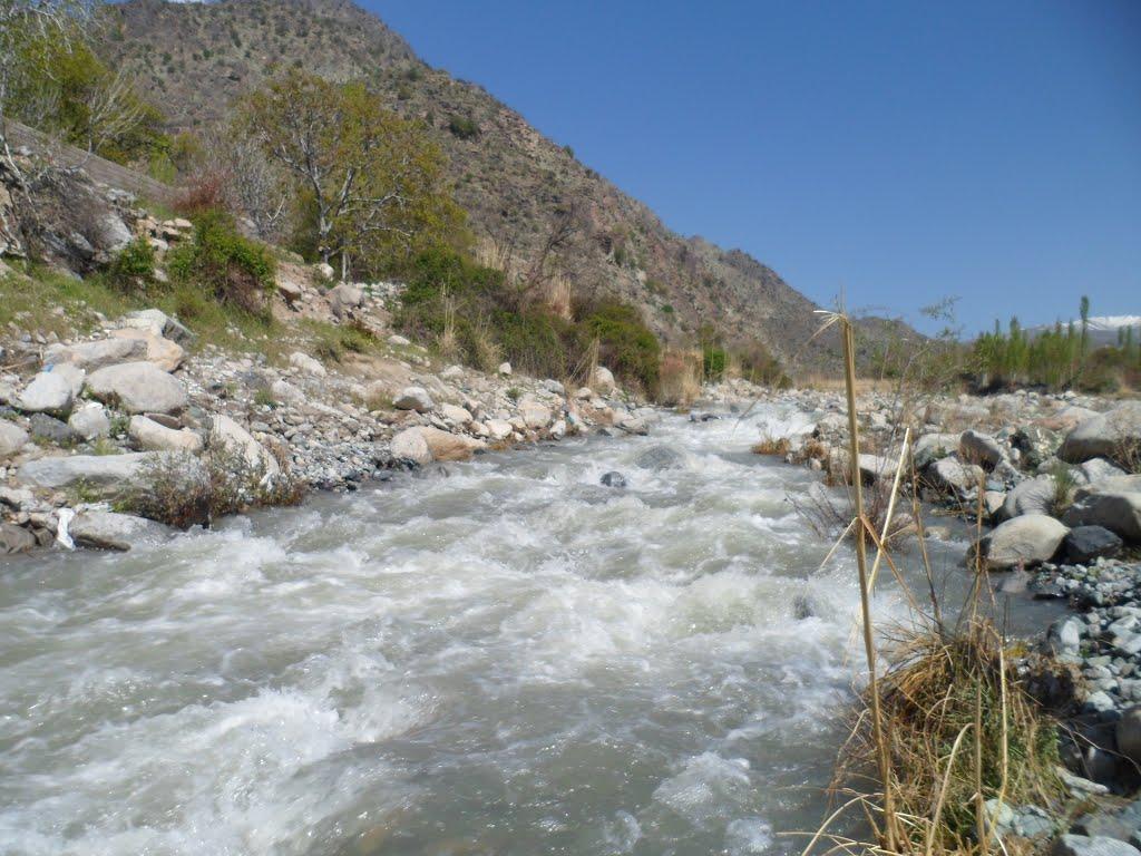 رودخانه دلفارد با درختان جنگلی و مرکبات