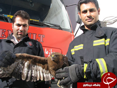 شکار پرنده شکاری در منزل مسکونی + تصویر