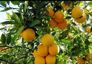 برداشت انواع مرکبات از باغات گچساران