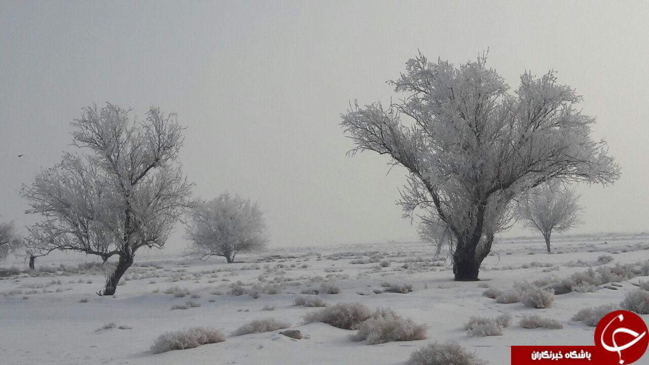 طبیعت زیبای درختان یخ زده چهار برج + تصاویر