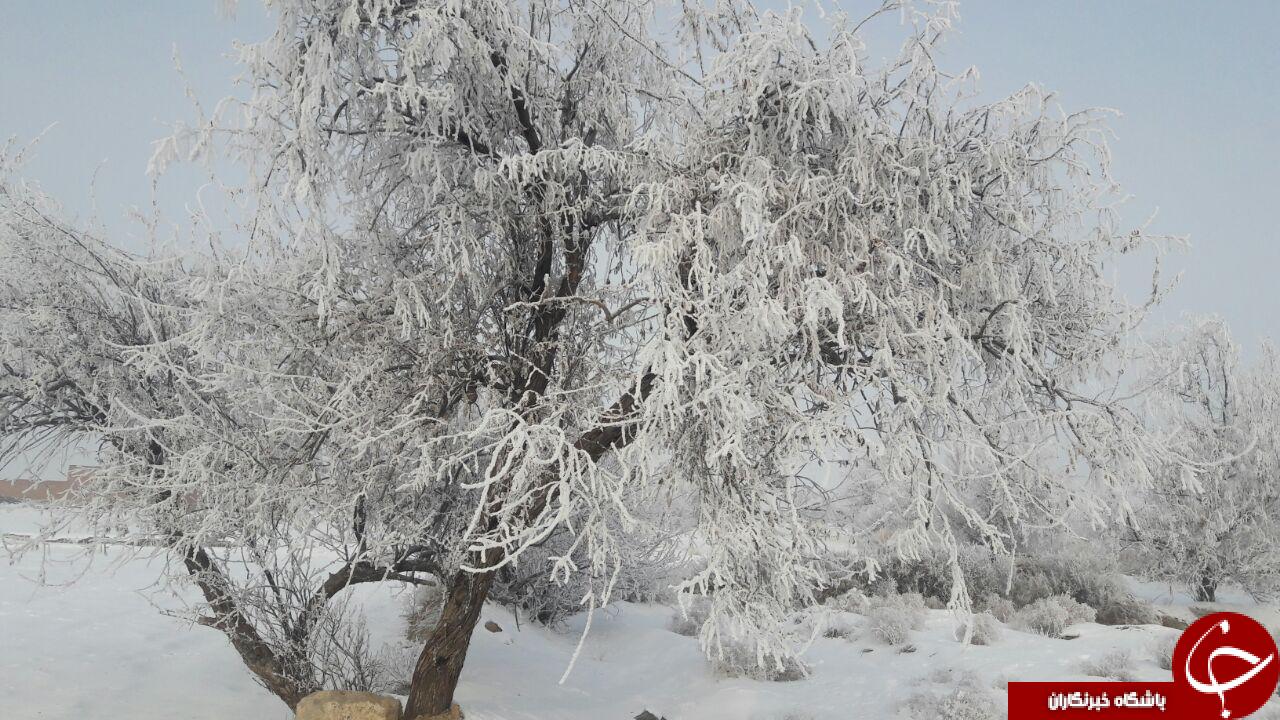 طبیعت زیبای درختان یخ زده چهار برج + تصاویر