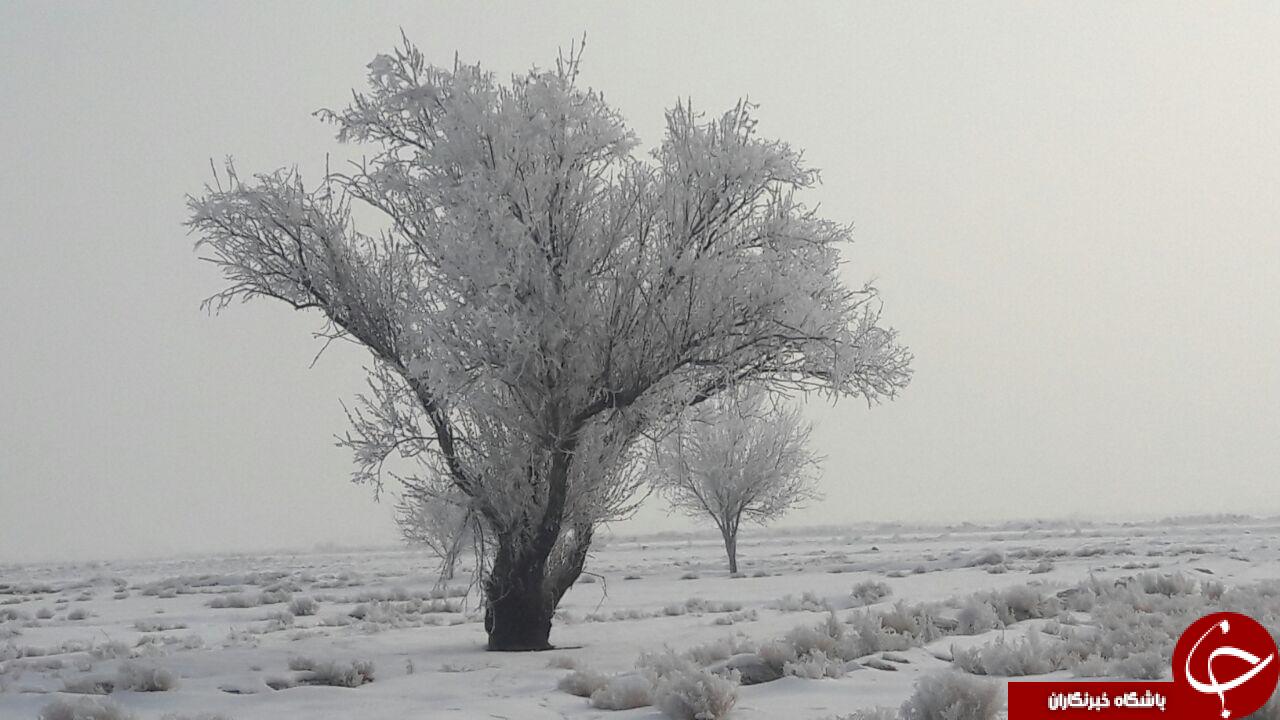 طبیعت زیبای درختان یخ زده چهار برج + تصاویر