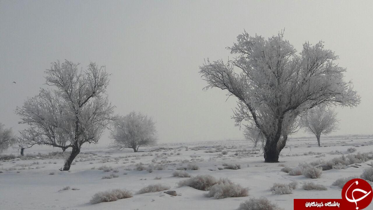 طبیعت زیبای درختان یخ زده چهار برج + تصاویر