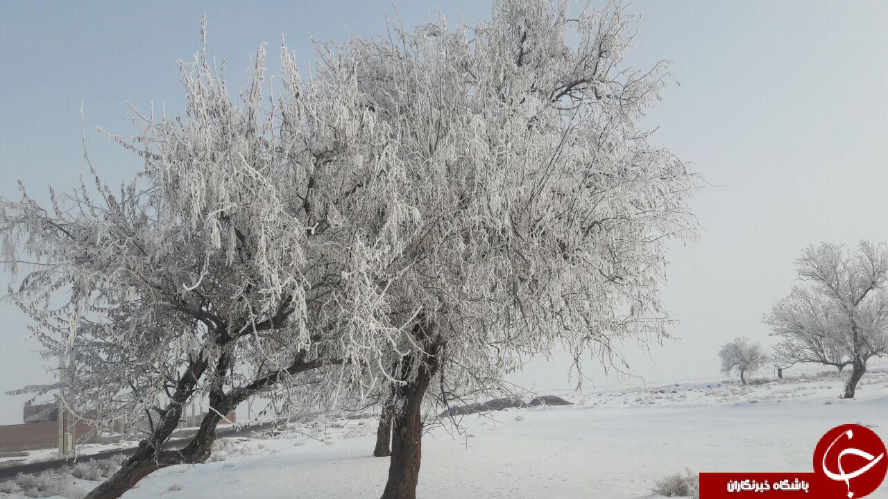 طبیعت زیبای درختان یخ زده چهار برج + تصاویر