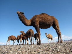حمل بیش از 1600 نفر شتر از خاش به استان های دیگر