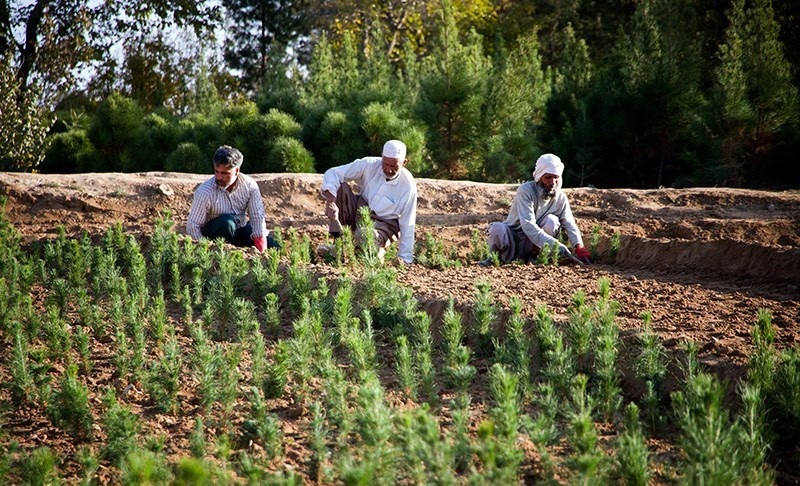 کاشت 3هزار اصله نهال در تفرجگاه پنجه علی