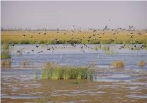 اجرای طرح سرشماری زمستانه پرندگان آبزی در تالاب های کردستان