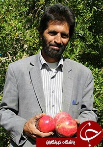 باغدار نی ریزی رکوردار برداشت انار در فارس شد
