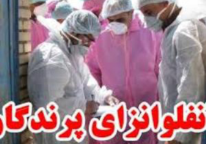 شکار و زنده گیری پرندگان ممنوع است