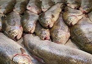 معدوم سازی 800 کیلوگرم ماهی فاسد