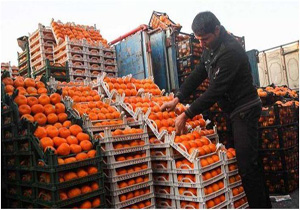 شنبه، آغاز خرید تضمینی پرتقال شب عید در آمل