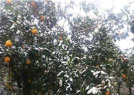 بررسی خسارات وارده سرما به اراضی کشاورزی گلستان
