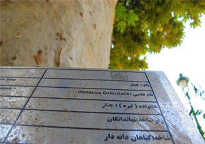 ثبت درختان جنگلی در استهبان