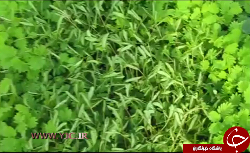 پدرومادر جهادی داعش کودکان خود را به قتلگاه فرستادند/سخت ترین شرایط امتحان/محلول وایتکس کودک را برای همیشه لال کرد