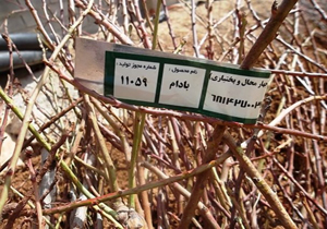 450 هزار اصله نهال مثمر توزیع می شود