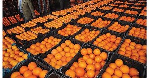 مردم نگران تامین میوه شب عید خود نباشند
