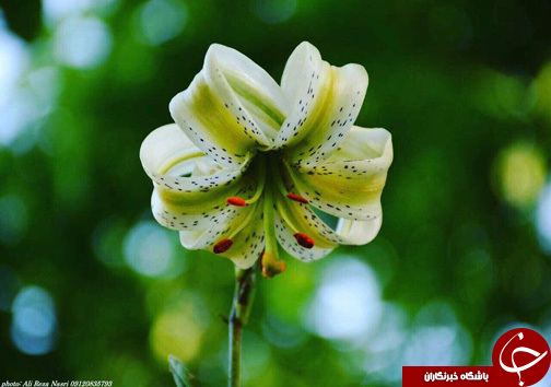 نادرترین گل جهان در ایران! (عکس)