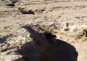 نشست زمین در منطقه کاشمر! + فیلم