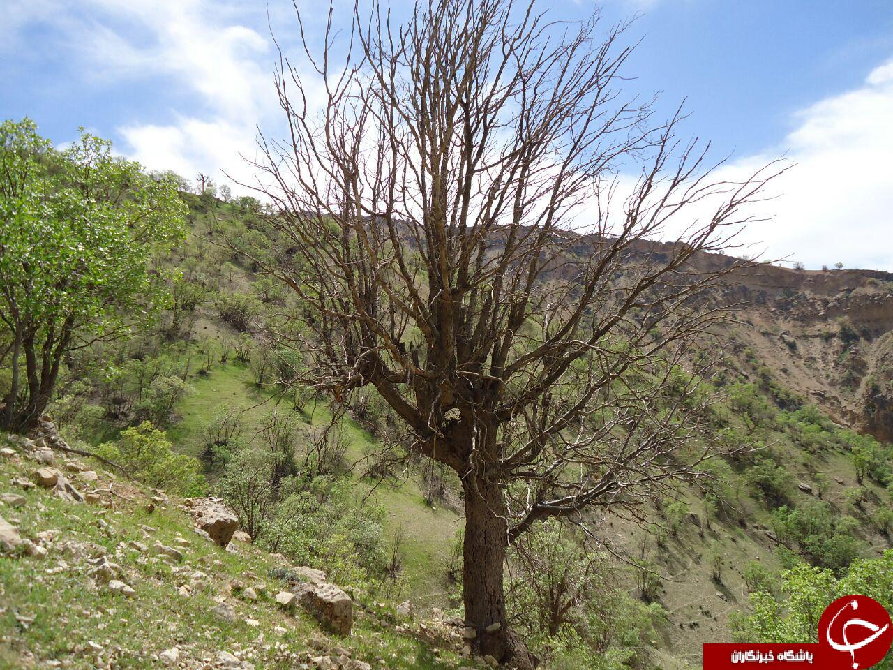 خشک شدن درختان در روستای ساطح + تصاویر