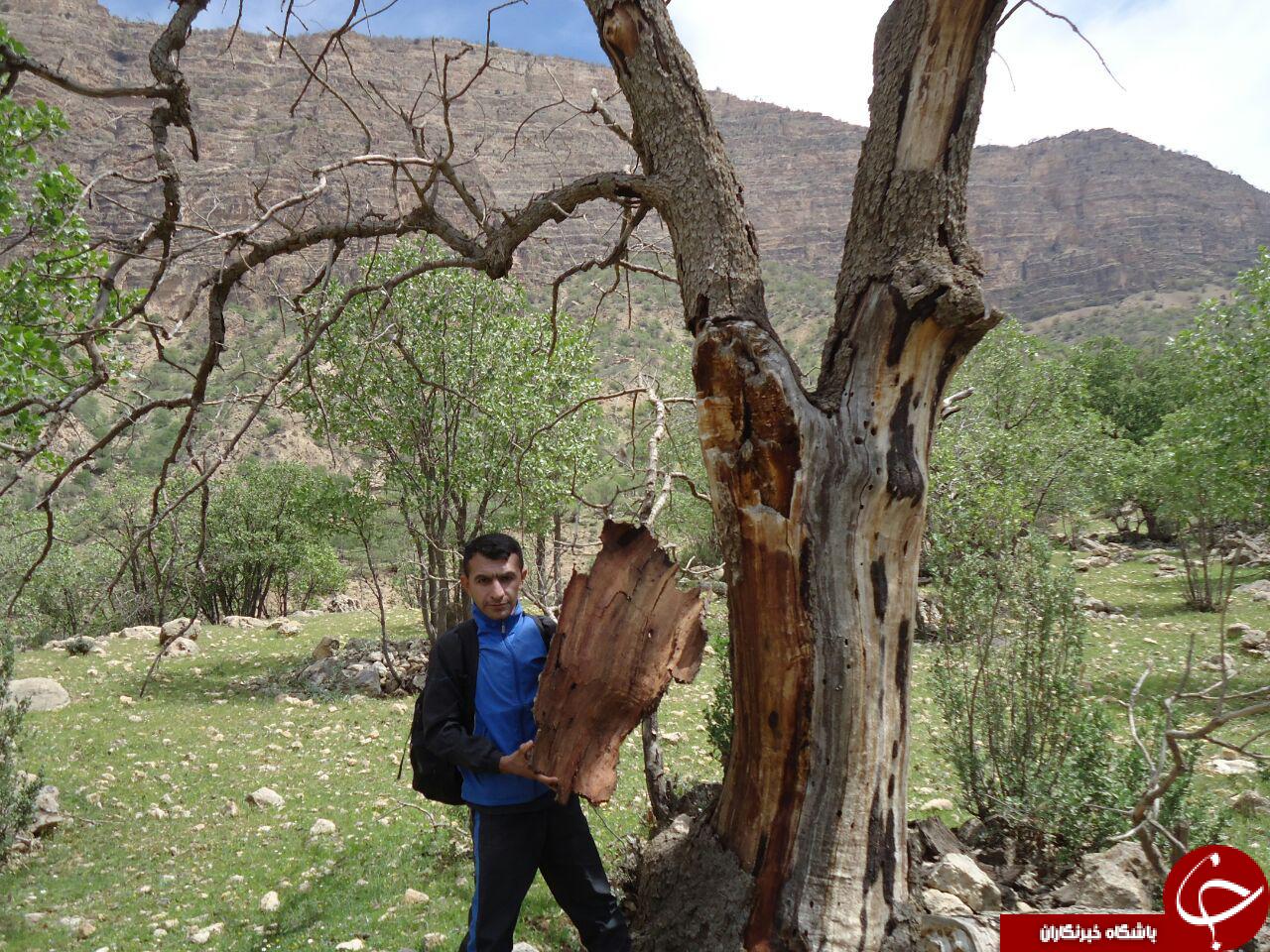 خشک شدن درختان در روستای ساطح + تصاویر