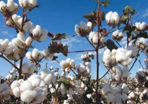 کشت پنبه در استان اصفهان