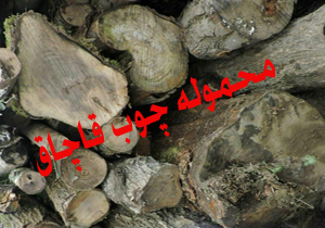 كشف 25 تن چوب قاچاق در شهرستان صومعه سرا