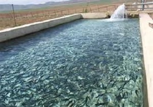 افزایش 10 درصدی تولید ماهی در استان کردستان