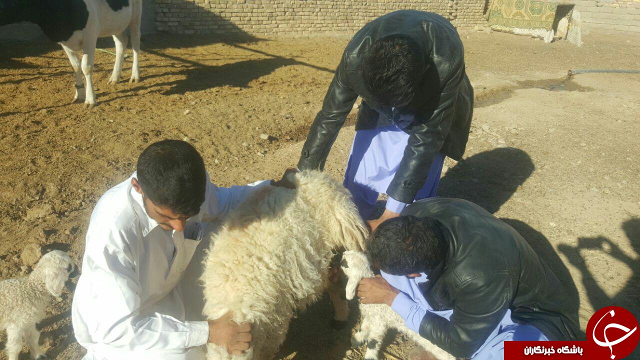 تولد بره با دو دهان درهیرمند +تصاویر