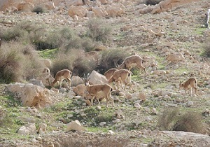 سرشماری وحوش