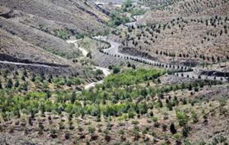 درختکاری دو هزار هکتار زمین های کمربند سبز مشهد