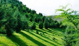 عمل نکردن صنایع آلاینده اهواز در اجرای طرح کمربند سبز