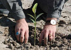 کاشت 25 هزار اصله نهال در بابل