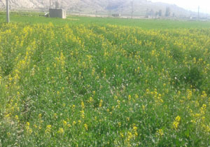 هجوم پرندگان گرسنه به مزارع گلوگاه