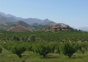 اختصاص  13میلیارد تومان برای توسعه باغات کهگیلویه و بویراحمد