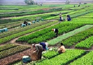 پرداخت بیش از 900 میلیارد ریال تسهیلات کشاورزی