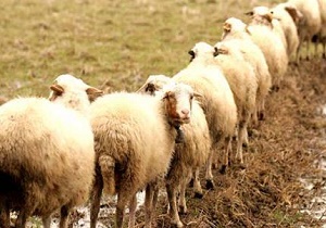 صادرات دام سبک کاهش یافته است/ بازار گوشت آرام می شود