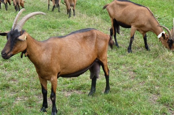 پرورش بز عدنی در استان بوشهر توسعه می‌یابد
