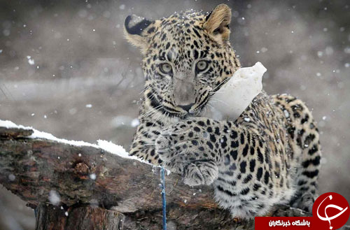 از روباه یخ&zwnj;زده در رودخانه دانوب تا پلنگ ایرانی در باغ&zwnj;وحش جمهوری چک