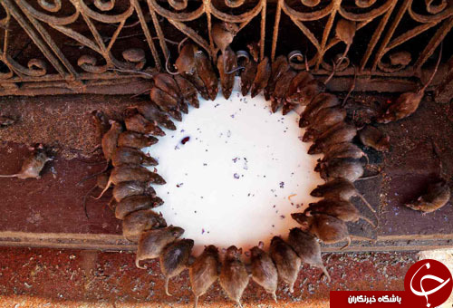 از روباه یخ&zwnj;زده در رودخانه دانوب تا پلنگ ایرانی در باغ&zwnj;وحش جمهوری چک