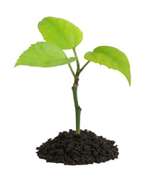 هزینه غیرقابل مقایسه ازبین رفتن نسل یک گیاه