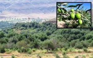 توصیه هایی برای شروع مبارزات زمستانه با آفات باغهای گلستان