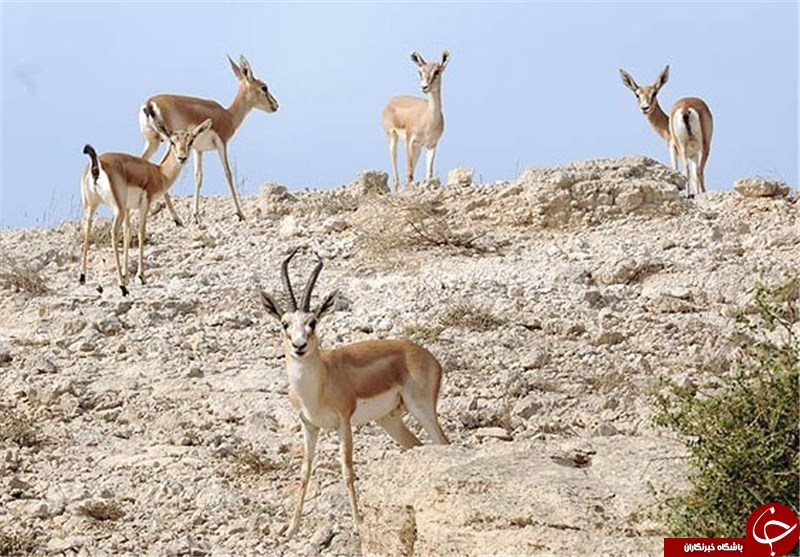 تلاش نافرجام برای خارج کردن بره‌آهو از جزیره خارگ