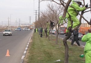 هرس زمستانه درختان