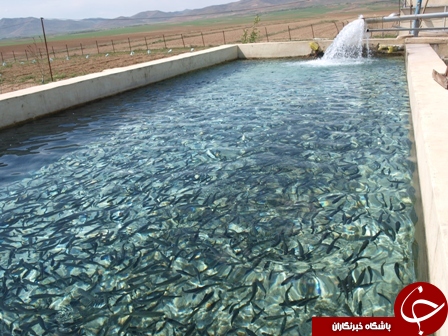 خوشه صنعتی آبزیان استان بوشهر تشکیل شد
