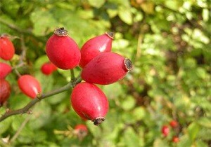 وجود بیش از 46 نوع گونه گیاهان دارویی در گرمی