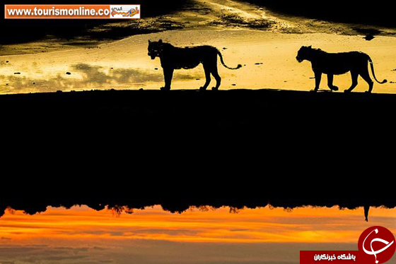 عکس/ تماشای زیبایی&zwnj;های آفریقا زیبایی های قاره سیاه با تکنیک سایه نما