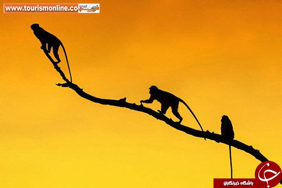 عکس/ تماشای زیبایی&zwnj;های آفریقا زیبایی های قاره سیاه با تکنیک سایه نما
