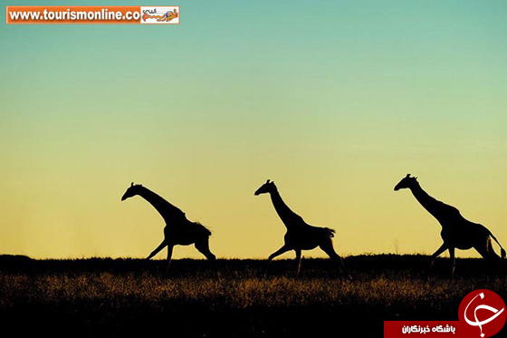 عکس/ تماشای زیبایی&zwnj;های آفریقا زیبایی های قاره سیاه با تکنیک سایه نما
